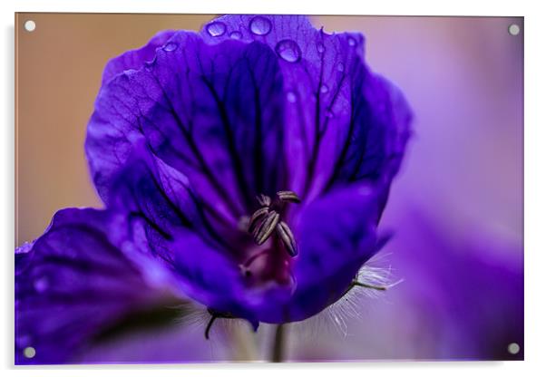purple flower Acrylic by kevin johnson