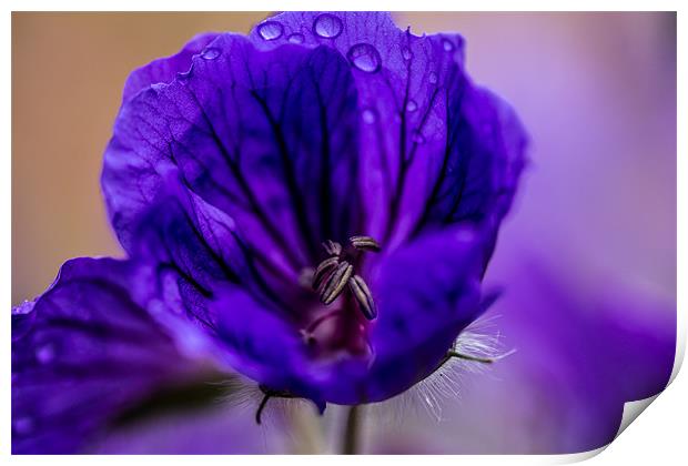 purple flower Print by kevin johnson