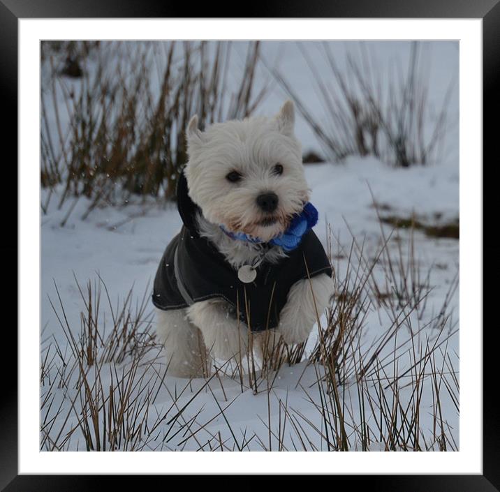 Westie on Dartmoor Framed Mounted Print by Michael Bolton