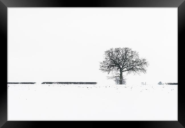 Lonely tree Framed Print by Stephen Mole