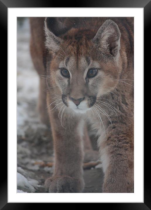 Puma Cub in the Snow Framed Mounted Print by Selena Chambers
