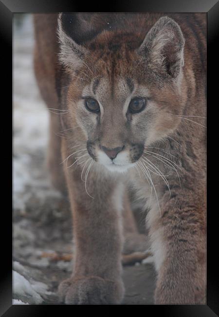 Puma Cub in the Snow Framed Print by Selena Chambers