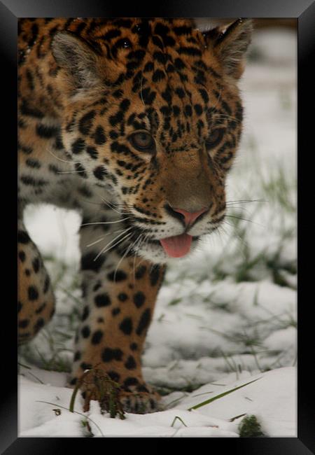 Jaguar in Snow Framed Print by Selena Chambers