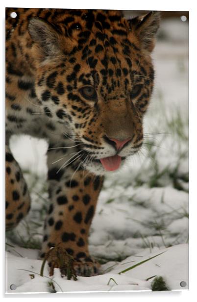 Jaguar in Snow Acrylic by Selena Chambers
