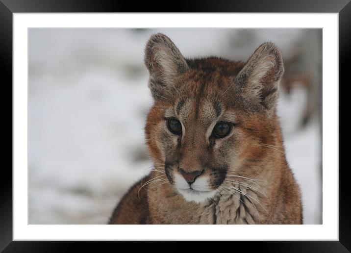 Puma Cub in Snow Framed Mounted Print by Selena Chambers