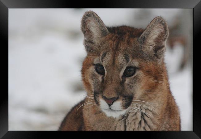 Puma Cub in Snow Framed Print by Selena Chambers