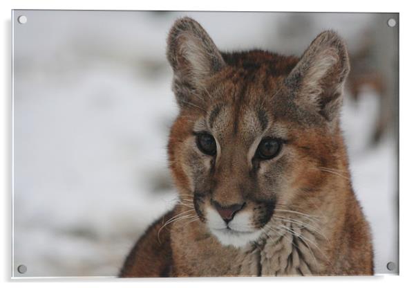 Puma Cub in Snow Acrylic by Selena Chambers