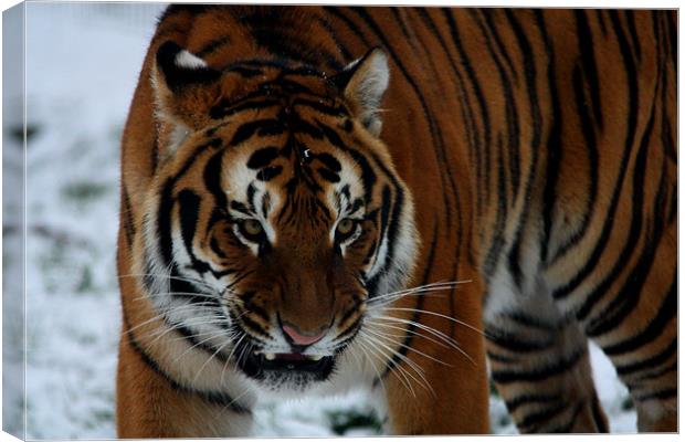 Tiger Snarling Canvas Print by Selena Chambers