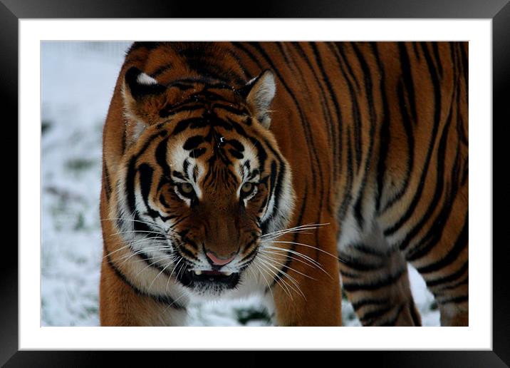 Tiger Snarling Framed Mounted Print by Selena Chambers