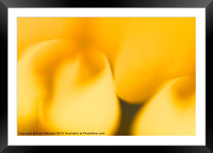 Soft Gorse flowers Framed Mounted Print by Nigel Atkinson