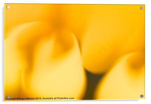 Soft Gorse flowers Acrylic by Nigel Atkinson