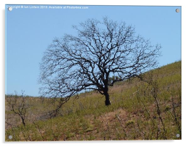 Art-Tree Acrylic by Ian Lintern