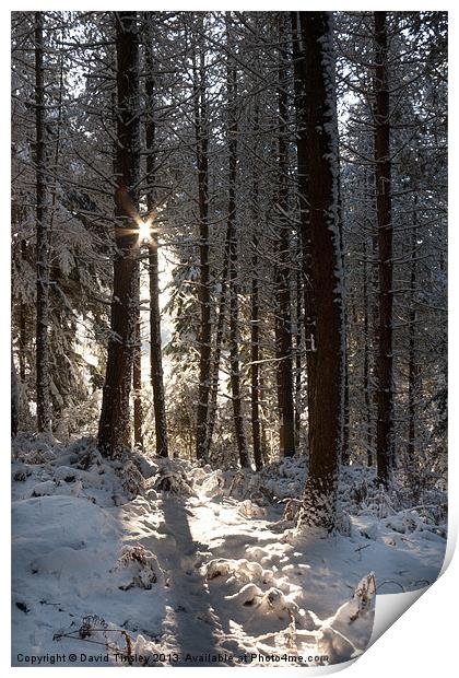 Winter Sunrise Print by David Tinsley