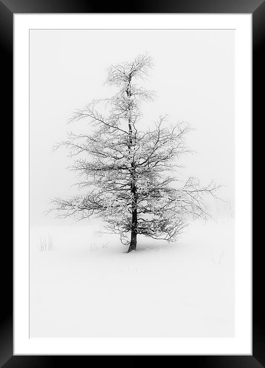 Fog and Tree Framed Mounted Print by Brian O'Dwyer