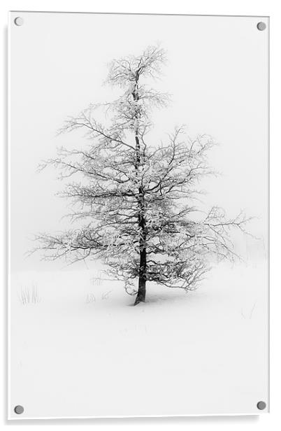 Fog and Tree Acrylic by Brian O'Dwyer