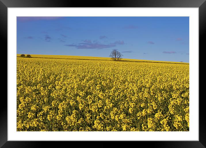 Yellow as far as the eye can see Framed Mounted Print by Jim Jones