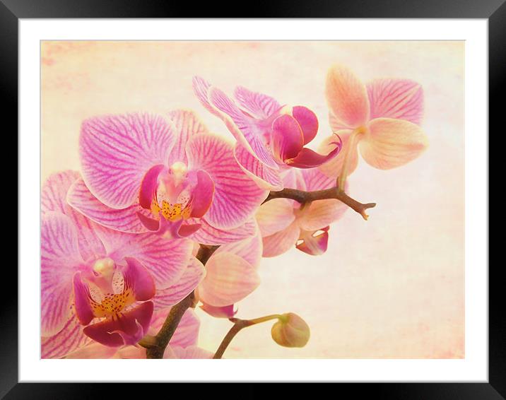 pink orchids Framed Mounted Print by Heather Newton