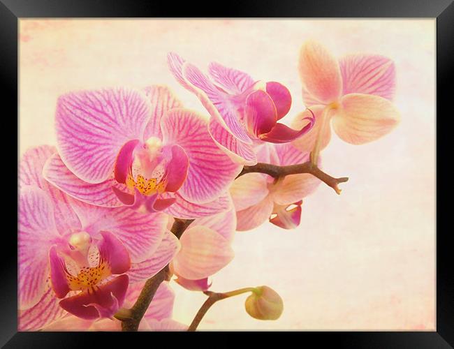 pink orchids Framed Print by Heather Newton