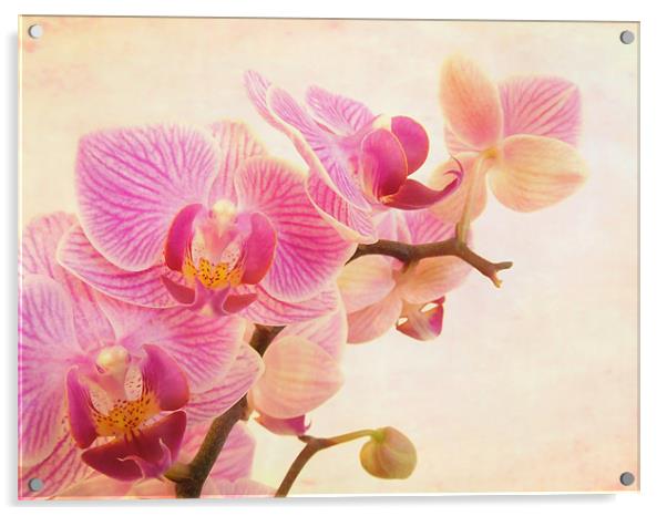 pink orchids Acrylic by Heather Newton