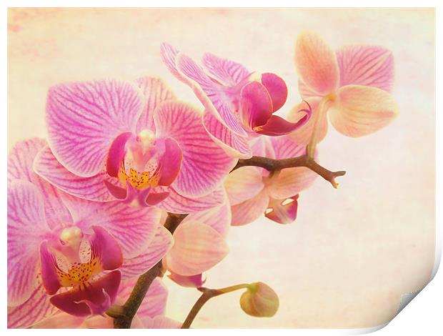 pink orchids Print by Heather Newton
