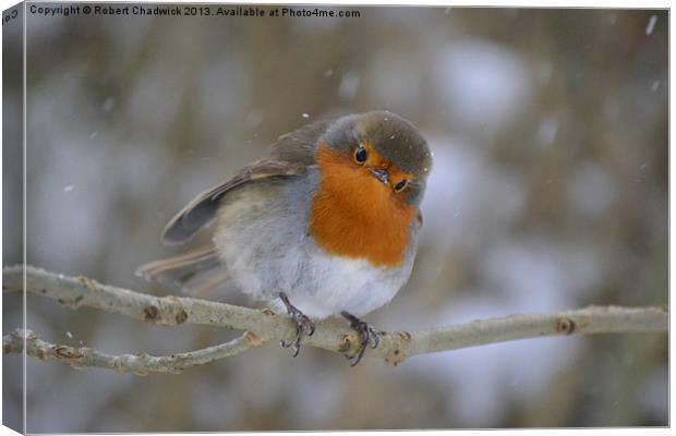 Robin in the snow Canvas Print by Robert Chadwick
