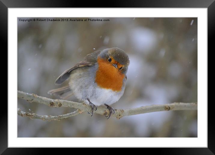 Robin in the snow Framed Mounted Print by Robert Chadwick