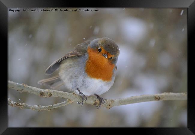 Robin in the snow Framed Print by Robert Chadwick