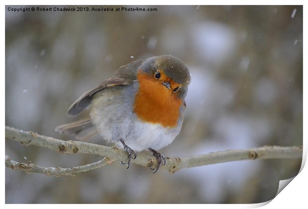 Robin in the snow Print by Robert Chadwick