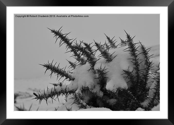 thorny snow Framed Mounted Print by Robert Chadwick