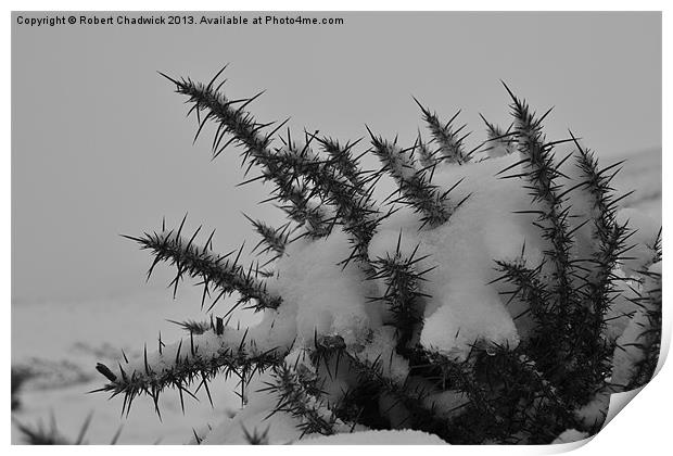 thorny snow Print by Robert Chadwick