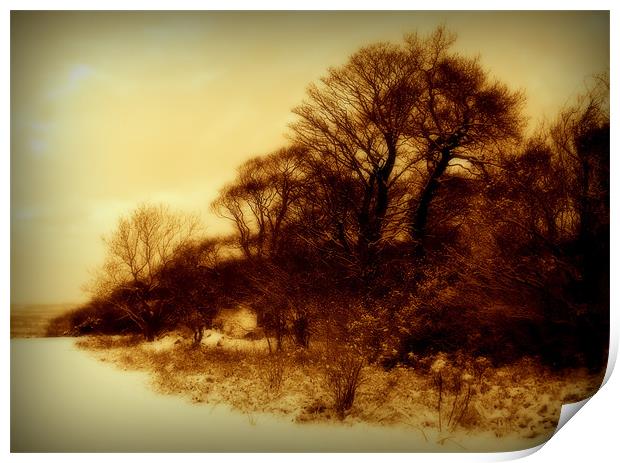 winter woods Print by dale rys (LP)