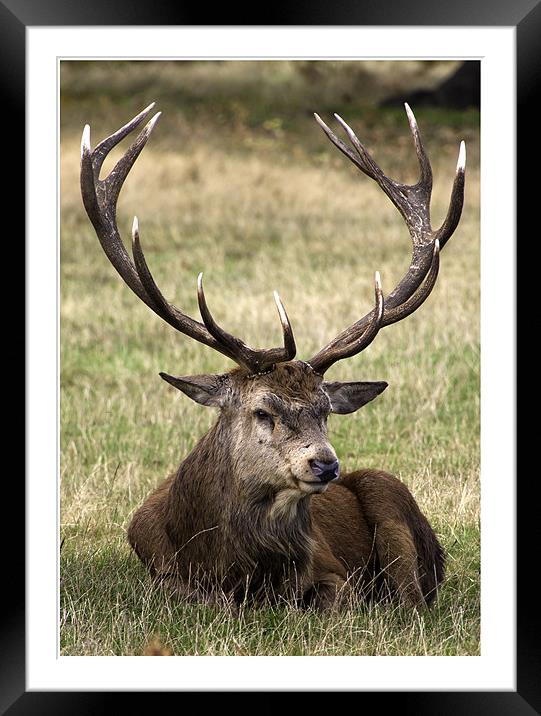12 Point Stag Framed Mounted Print by Nigel Jones