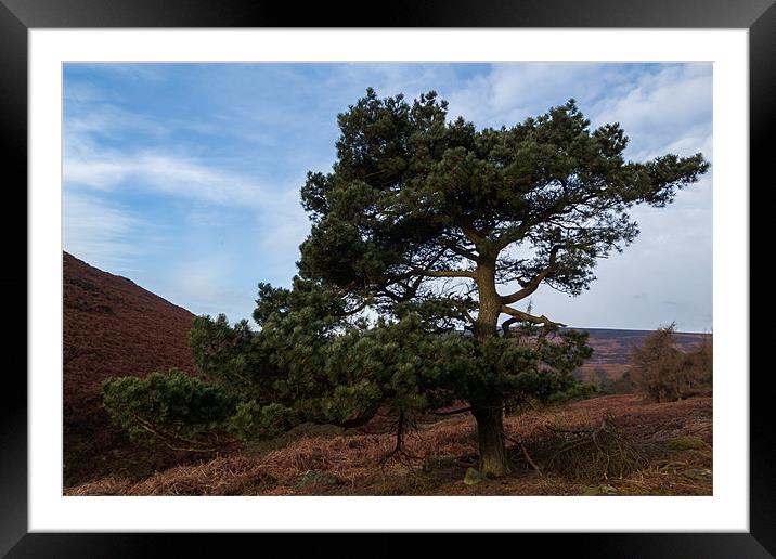 Tree on Moscar Moor Framed Mounted Print by Jonathan Swetnam