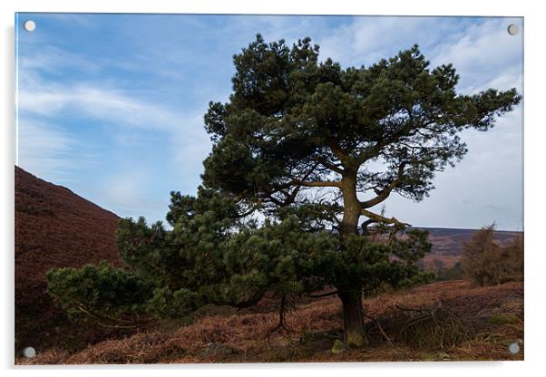 Tree on Moscar Moor Acrylic by Jonathan Swetnam