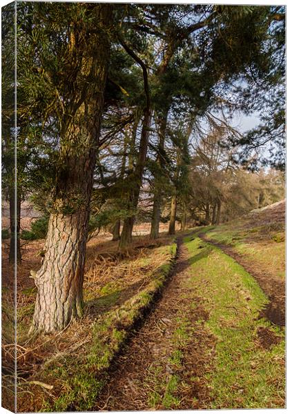 Moscar Moor Trees Canvas Print by Jonathan Swetnam