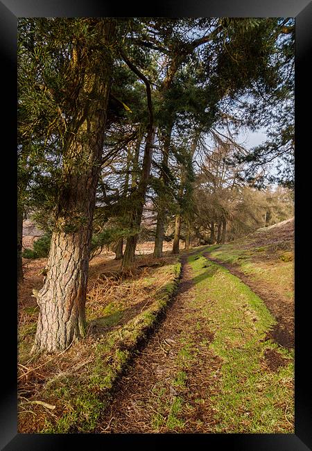 Moscar Moor Trees Framed Print by Jonathan Swetnam