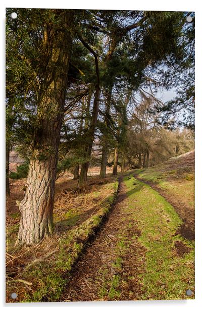 Moscar Moor Trees Acrylic by Jonathan Swetnam