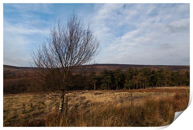 Moscar Moor Tree Print by Jonathan Swetnam