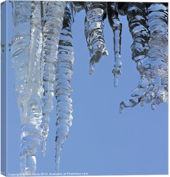 Clear blue sky with Icicles Canvas Print by Avril Harris