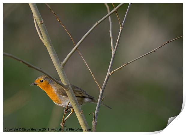 Perched Robin (Erithacus rubecula) Print by Steve Hughes