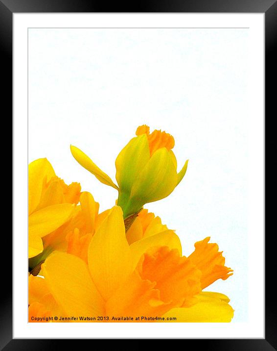 Daffodil Yellow Framed Mounted Print by Jennifer Henderson
