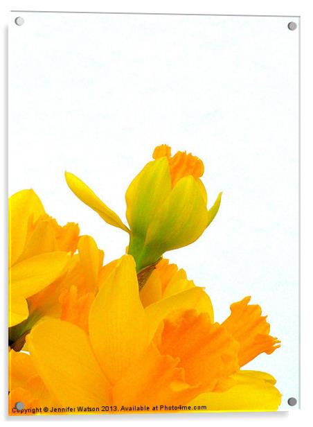 Daffodil Yellow Acrylic by Jennifer Henderson