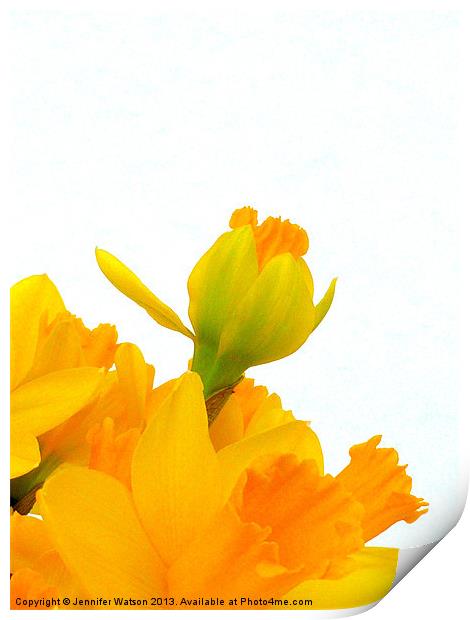 Daffodil Yellow Print by Jennifer Henderson
