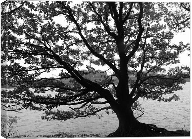 Lonely Tree at Rivington Pike Canvas Print by Victoria  Callaghan