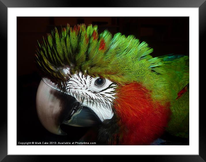 Fluffy Jubilee macaw Framed Mounted Print by Mark Cake