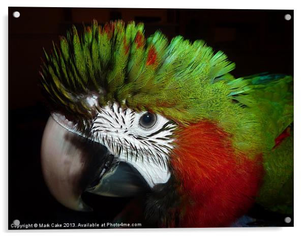 Fluffy Jubilee macaw Acrylic by Mark Cake