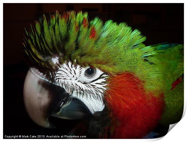 Fluffy Jubilee macaw Print by Mark Cake