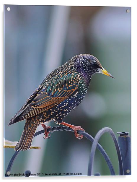 Starling Acrylic by Mark  F Banks