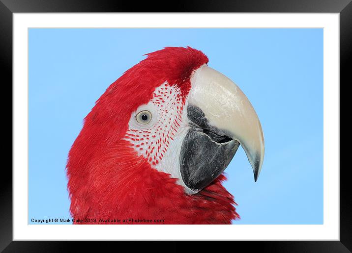 Greenwing macaw Framed Mounted Print by Mark Cake