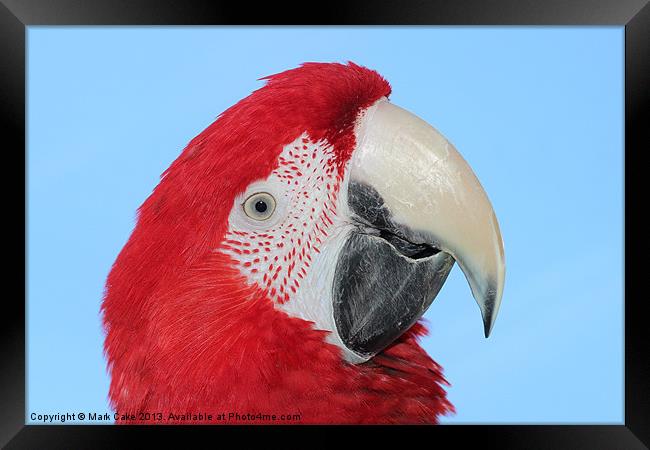 Greenwing macaw Framed Print by Mark Cake